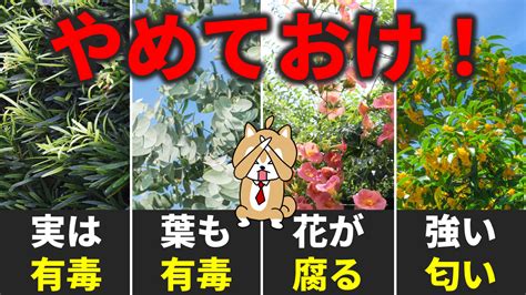 柿の木 風水|柿を庭に植えてはいけない理由・デメリット5選 【メ。